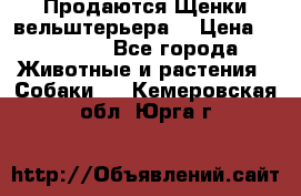 Продаются Щенки вельштерьера  › Цена ­ 27 000 - Все города Животные и растения » Собаки   . Кемеровская обл.,Юрга г.